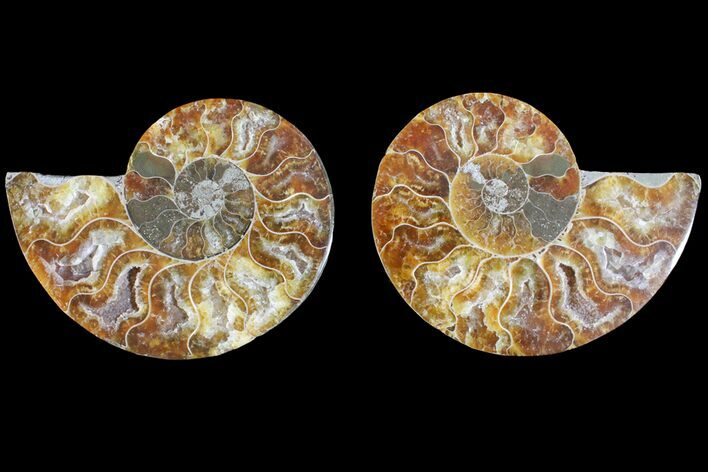 Agate Replaced Ammonite Fossil - Madagascar #145919